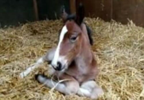 Our newest arrival at Thornberry's Equine Site