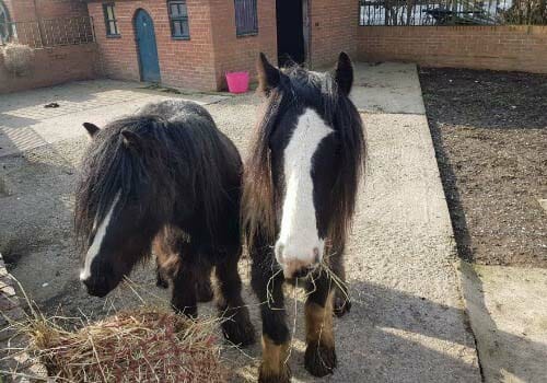 Thornberry Equine Team