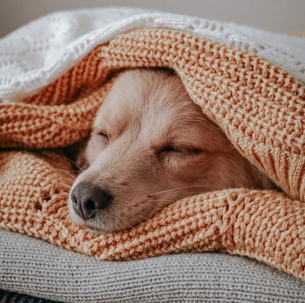 Warm Place to Sleep for a Dog Thornberry Animal Sanctuary