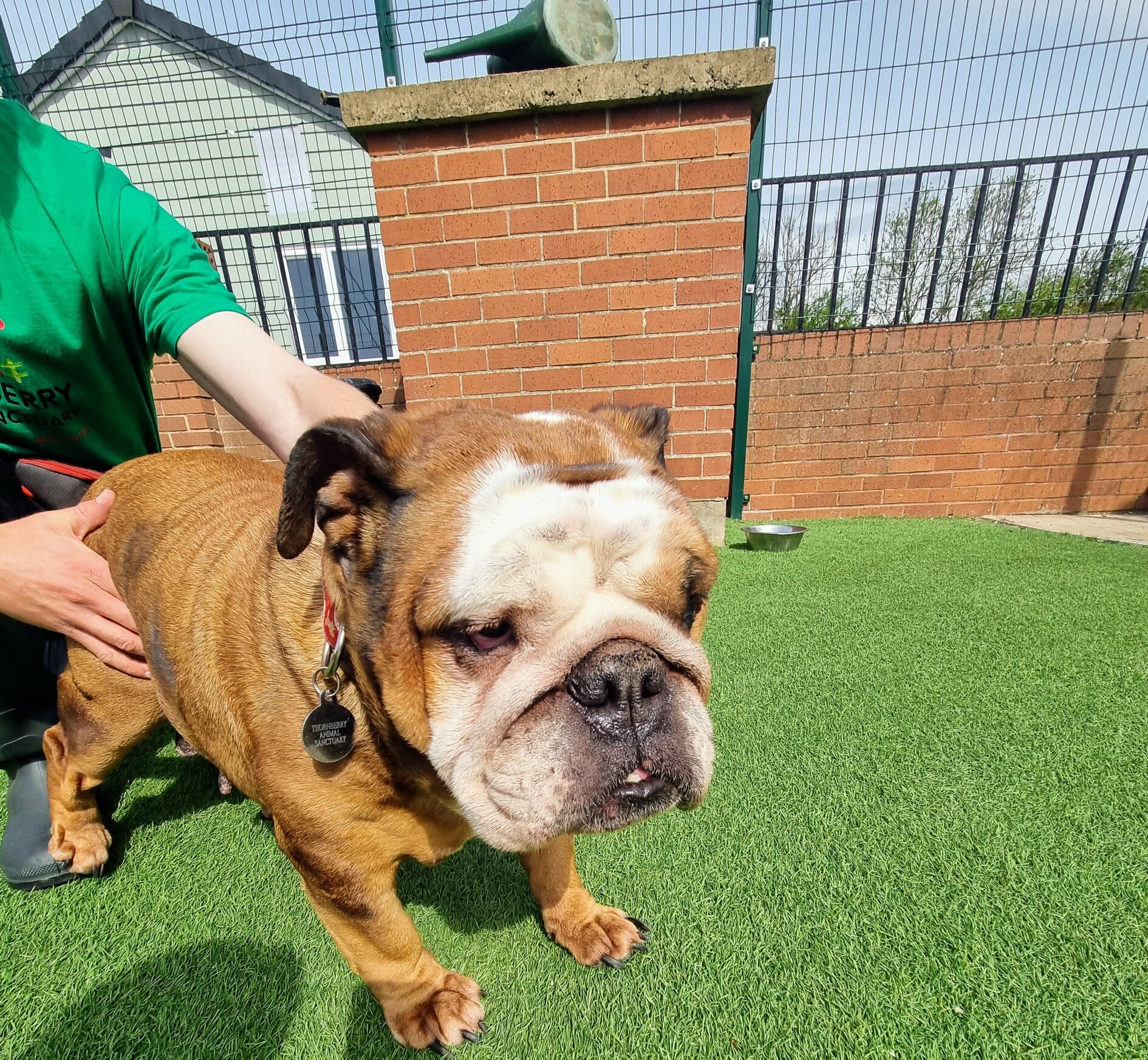 Brandy the English Bulldog looks sadly towards the camera