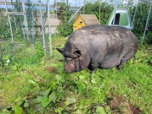 Piggy Treacle