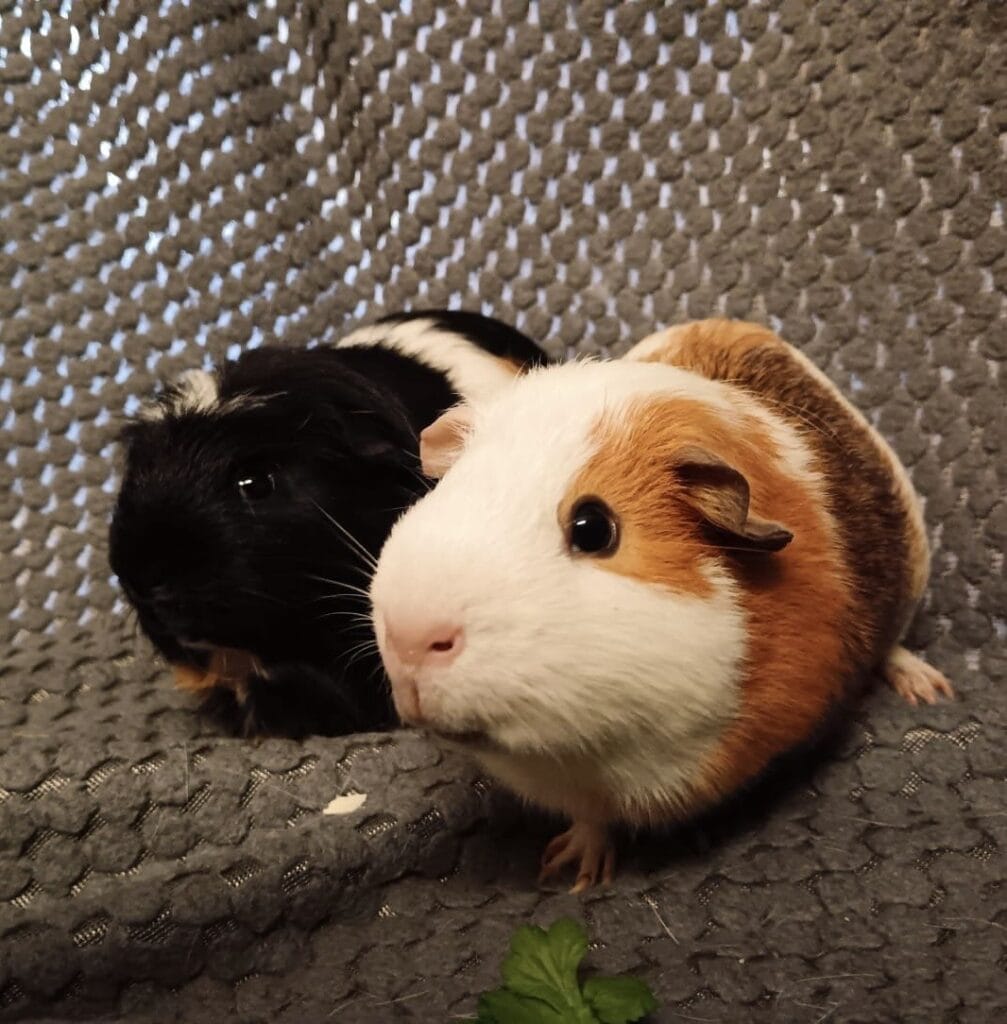 Bubble & Squeak Thornberry Animal Sanctuary