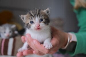 Kitten