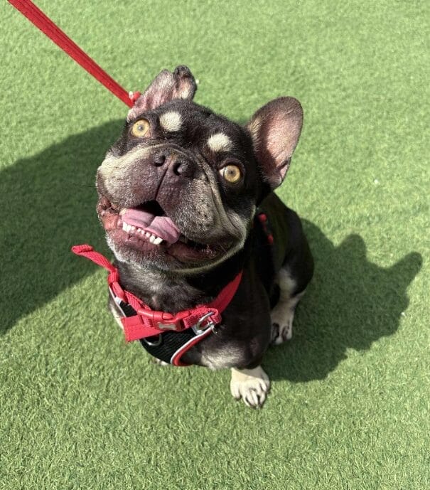 Zeus the dog enjoying the sun