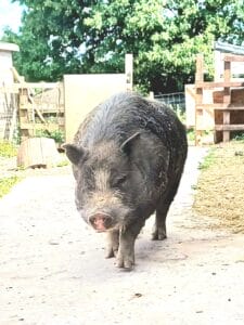 Rasher