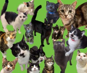 Any cat