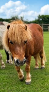 Ted