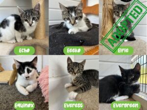 Effie-kittens