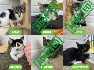 Effie-kittens