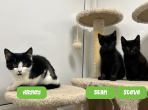 American Dad kittens