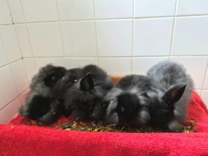 Baby buns