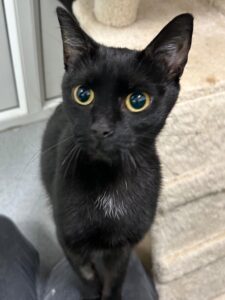 Francine