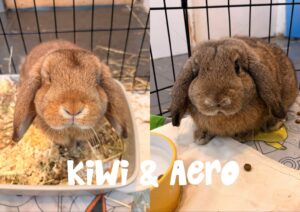 Kiwi & Aero