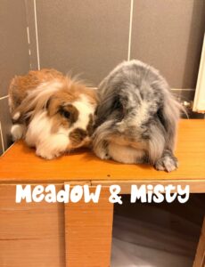 Meadow & Misty