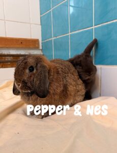 Pepper & Nes