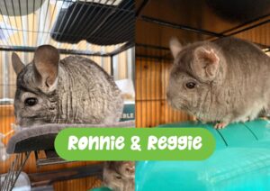 Ronnie & Reggie