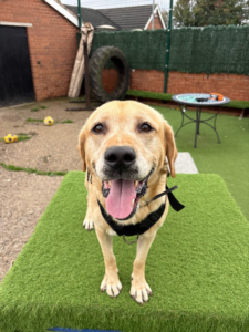 Buddy Lab