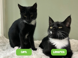 Cork and Limerick
