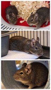 Degus