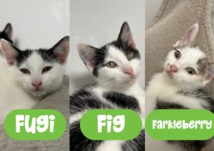 Fruity kittens