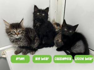 Quinny's kittens