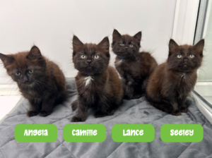 Temperance kittens