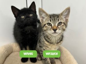 Velvet and Verjuice