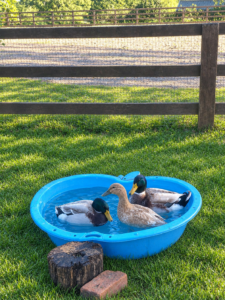 duck 2