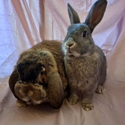 0651fc46-fa20-4ba2-9547-bb27e7302312