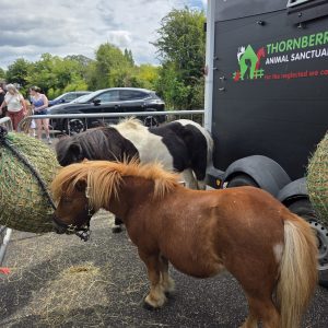 Todwick fun day