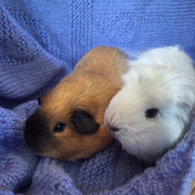 2193d524-e9a5-4b54-bc37-231f26db39fc