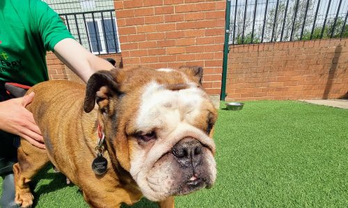 Brandy the English Bulldog looks sadly towards the camera