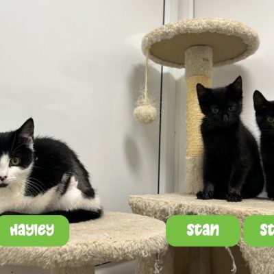 American Dad kittens