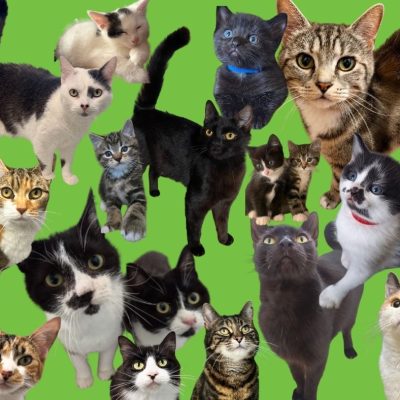 Any cat
