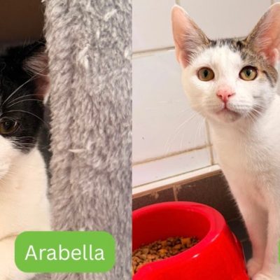 Arabella Alaric