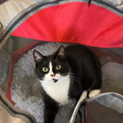 Arlo