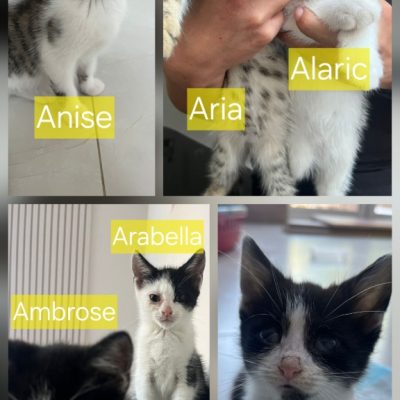 Astrid kittens