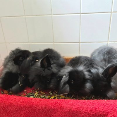 Baby buns
