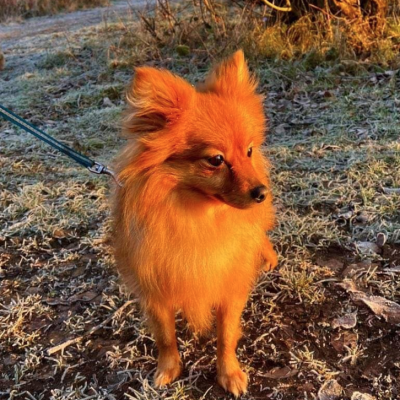 Beau