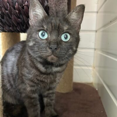 Benji Bagel
