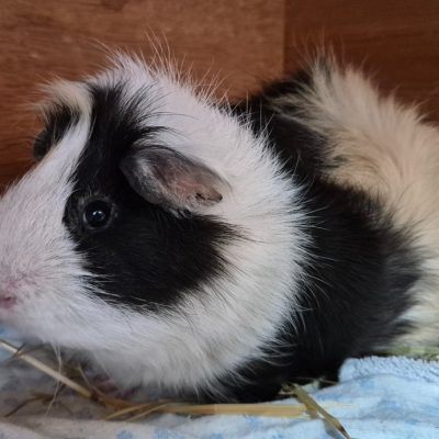 Bilbo