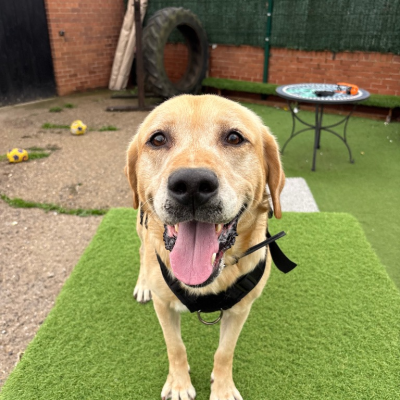 Buddy Lab