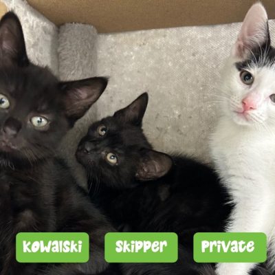 Claudia kittens