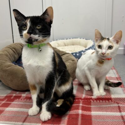 Clio & Nico