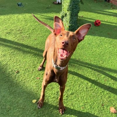 Coco
