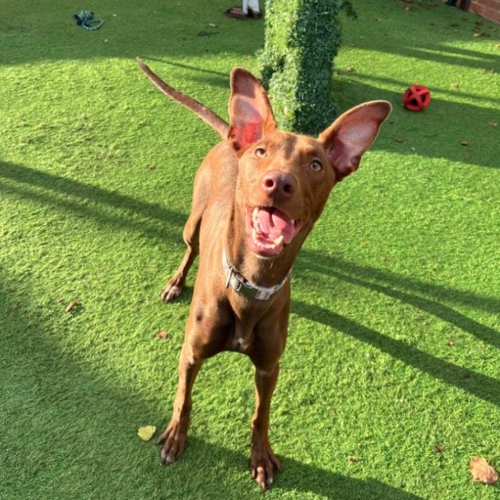 Coco
