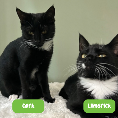 Cork and Limerick