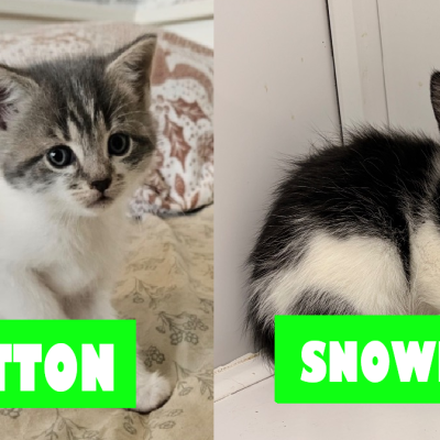Cotton & Snowball