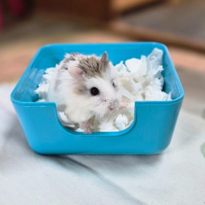 CottonBall