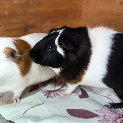 Dante & Pascal
